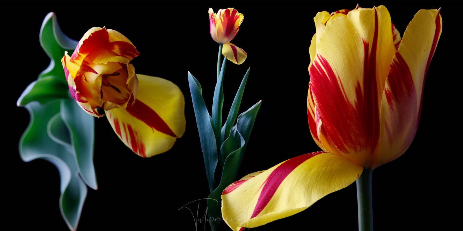 From Tulips to Bail-ins: 400 Years of Financial Crises and the Regulations They Created