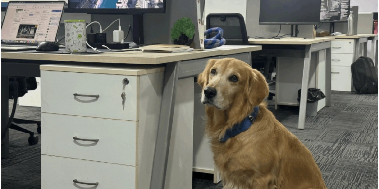 Προσέλαβε ένα Golden Retriever ως Chief Happiness Officer και Έκανε Θραύση